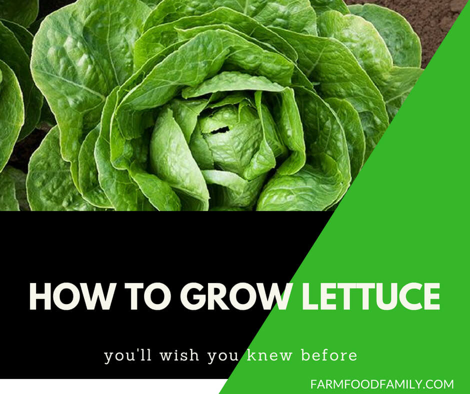 How to grow and harvest lettuce
