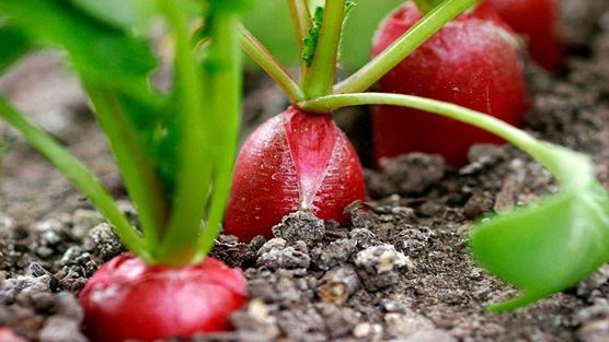 How to grow Radishes