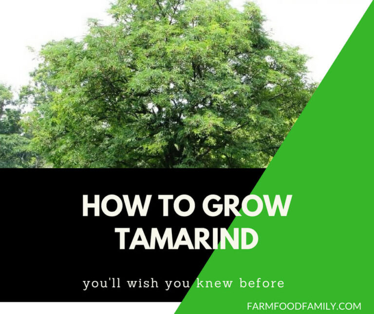 Tamarind benefits and how to grow tamarind