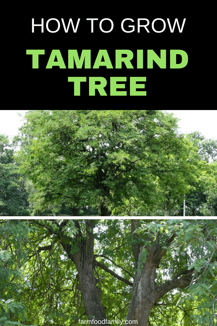 Read Tamarind benefits and how to grow Tamarind #tamarind #gardeningtips #farmfoodfamily