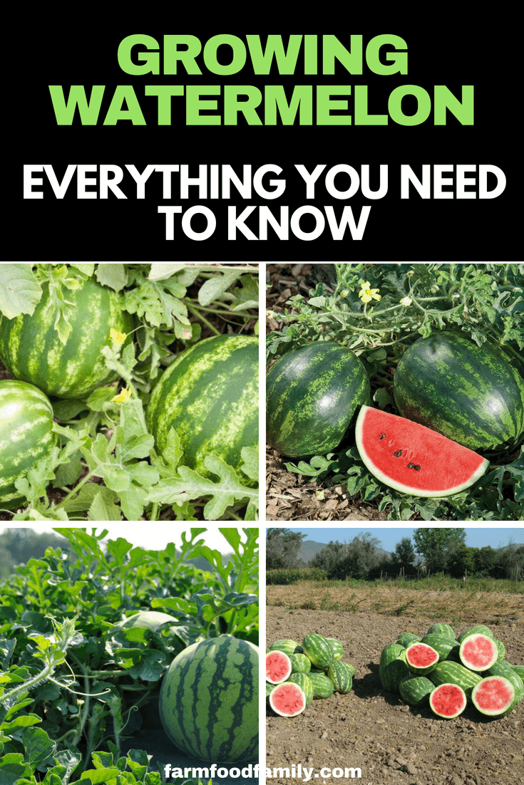 Most watermelons are ready to pick and eat when the stem of the fruit is dry and brown and the underside of the melon has changed color. When you are munching through the fruit, just be sure to put a few seeds aside from ripe heirloom varieties to plant again next season.