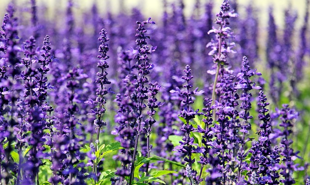 Lavenders are beautiful flowers with very sweet and pleasant smell that is hated by insects and pests especially mosquitoes and spiders.