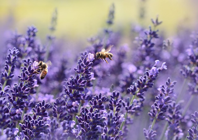 Lavender is yet another warm plant for your garden in order to keep the ants away. It is very appealing in its appearance and scary for the ants and other garden insects.
