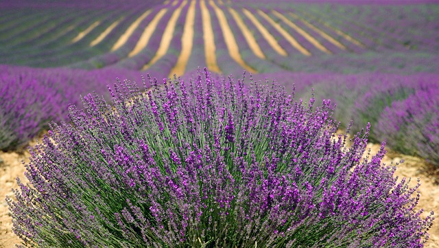 Lavender absolutely hates damp soil and will die if not secured with proper drainage