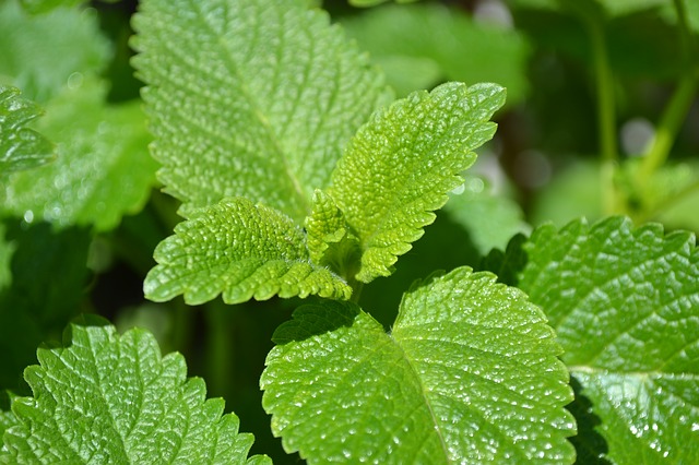 Lemon balm or common balm is a perennial shrub of the mint family. It has a lemony scent similar to other mint trees.