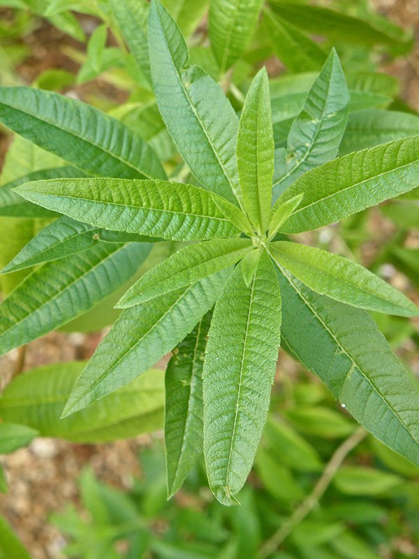 Lemon Verbenas are perennial plants that grow around two to three meters high and have rough but glossy leaves. 