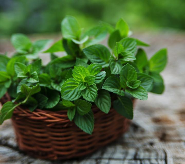 We generally use mint in our daily life in teas or candies to make it even tastier. To repel ants from your garden, nothing can be tastier than mint
