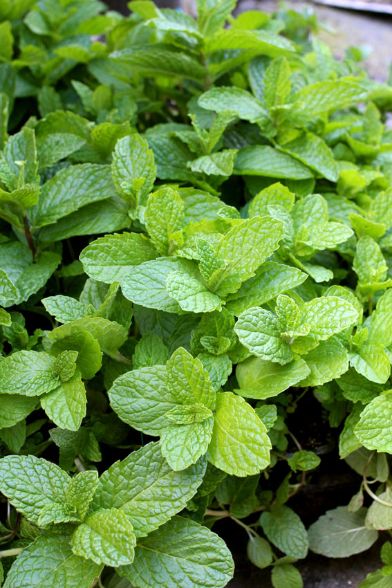 Growing Mint Plant: Old-Fashioned Garden mint, Mojito Mint, Mentha x villosa