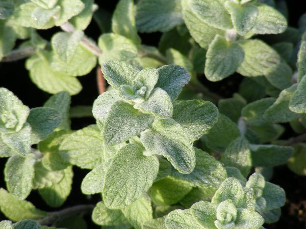 Perennial Herbs: 9 Herbs That Grow In The Heat - OREGANO ZA’ATAR, ORIGANUM SYRIACA