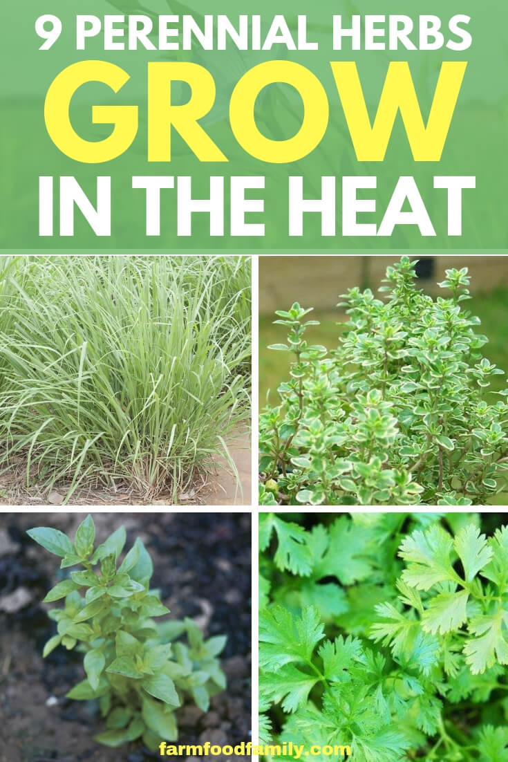 Perennial Herbs: 9 Herbs That Grow In The Heat