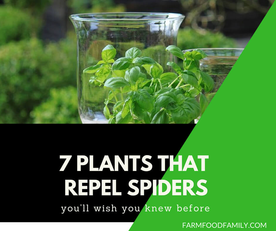 Natural Spider Repellents: 7 Plants That Repel Spiders