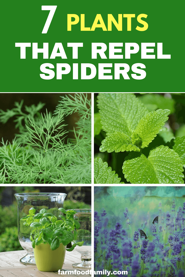 If you want to get rid of spiders and do not want them in your house or garden area, plant the above 7 spider repellent plants so that you can have a beautiful and healthy spider-free garden.