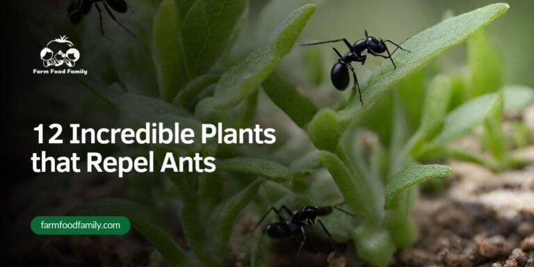 Top 12 Incredible Plants that Repel Ants