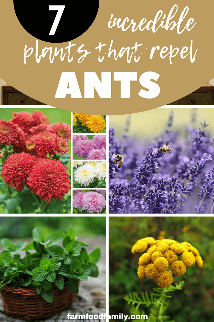 This article tells how to keep your garden healthy and blooming. Various insects like ants can kill your favorite garden, so make sure to have some flowering plants or herbs in your garden to make it look pretty, useful and ant-proof. 