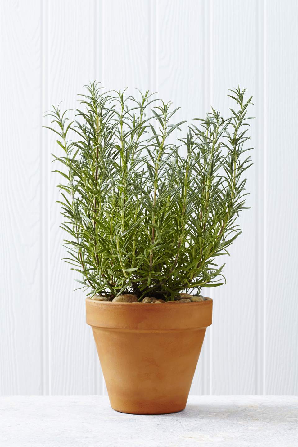 Rosemary is one of the popular plants of the herb garden, helps to fight the insects such as ants.