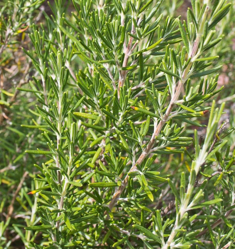 Perennial Herbs: 9 Herbs That Grow In The Heat - Rosemary
