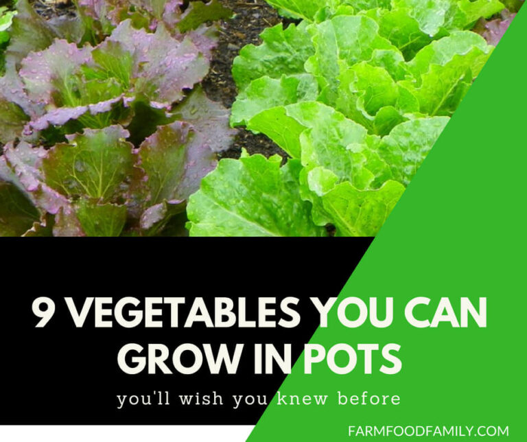 9 Vegetables You can grow in pots