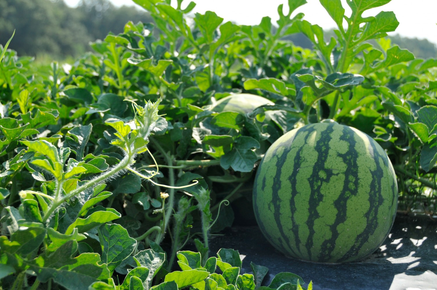Growing & harvesting watermelon
