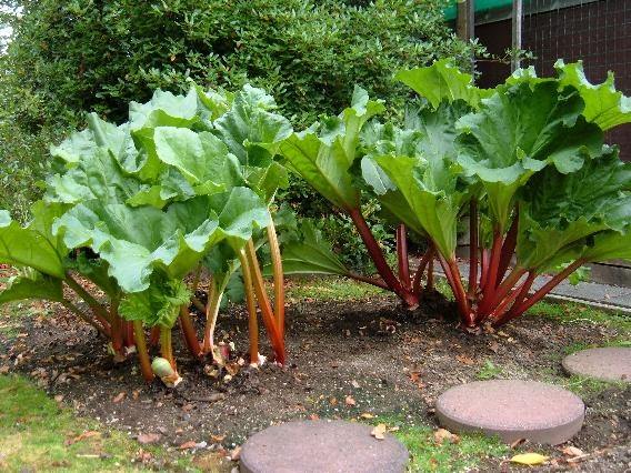 What is Rhubarb?
