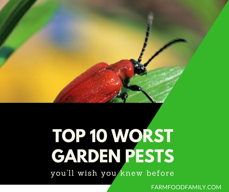 10 Worst Garden Pests & How To Control Them