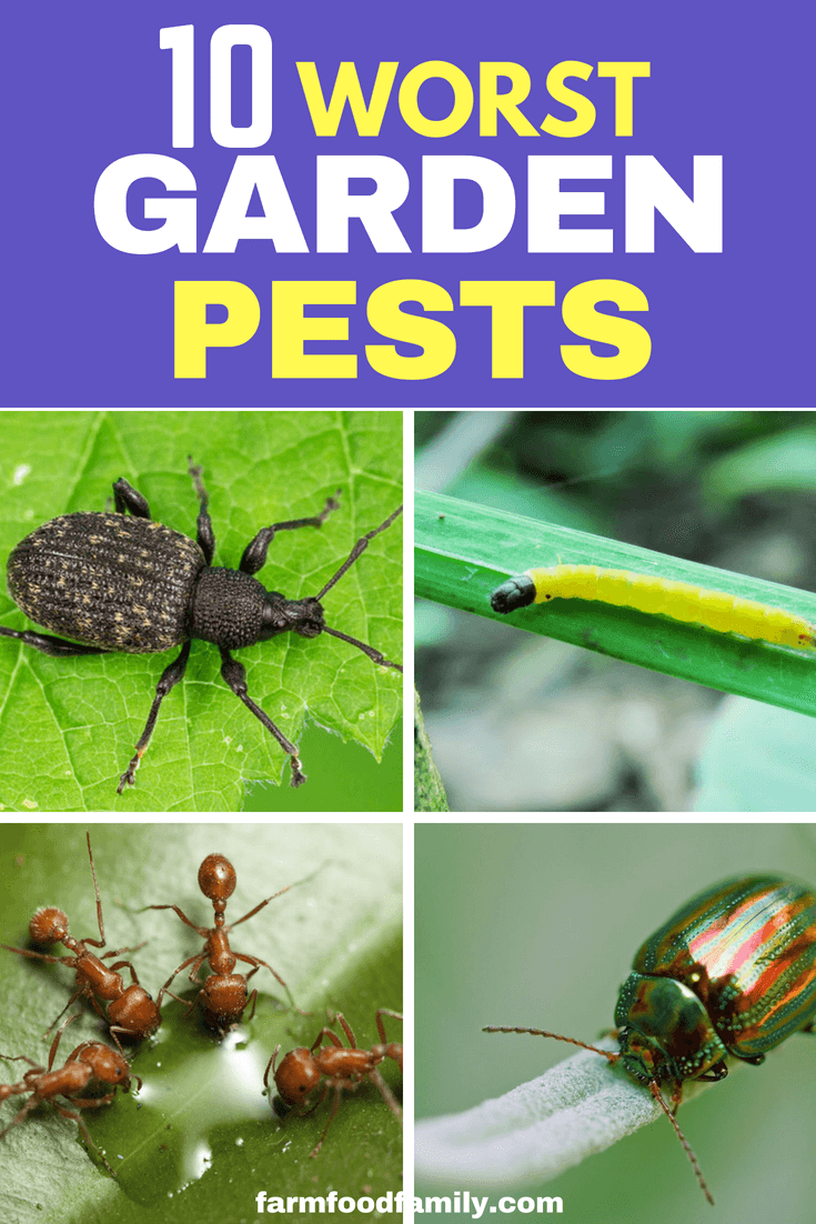Here are the top 10 worst garden pests, in order of their persistence in gardens, and how to control them. #gardenpests #gardeningtips #farmfoodfamily