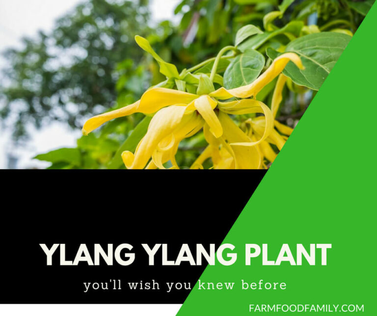 Ylang Ylang Plant Benefits