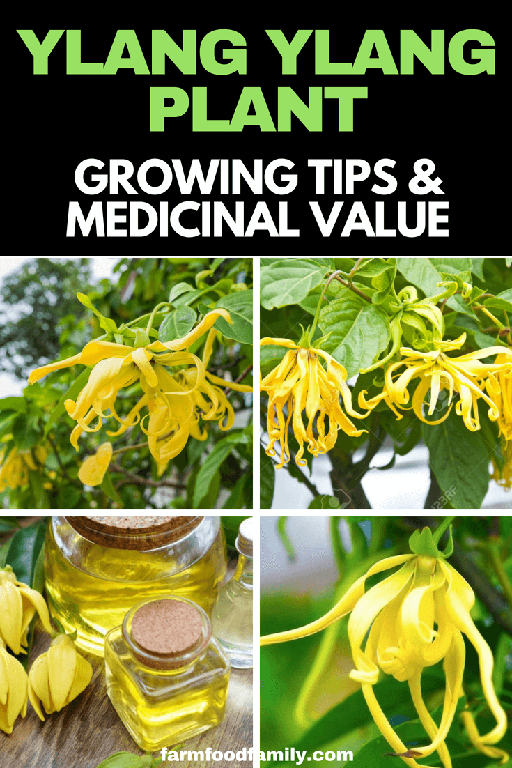 Ylang Ylang Benefits: A fragrant essential oil is derived from distilling ylang ylang flowers. As well as a perfume ingredient and aromatherapy oil, it’s valued for its antiseptic properties.