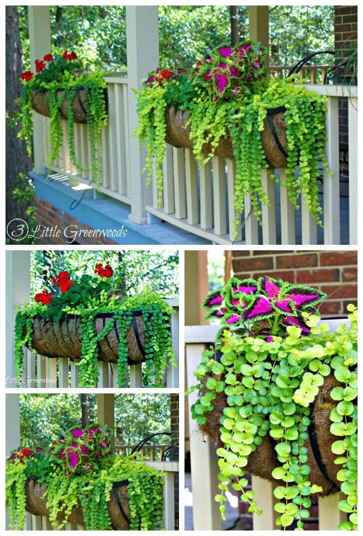 Brightly Colored Coleus and Geranium Porch Planters | DIY Outdoor Hanging Planter Ideas | Plant Pot Design Ideas