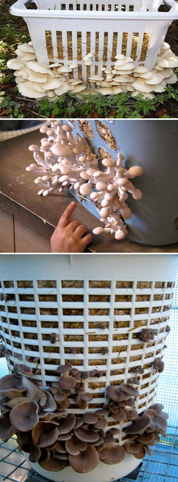 Grow Mushrooms in a Laundry Basket | Clever Gardening Ideas on Low Budget