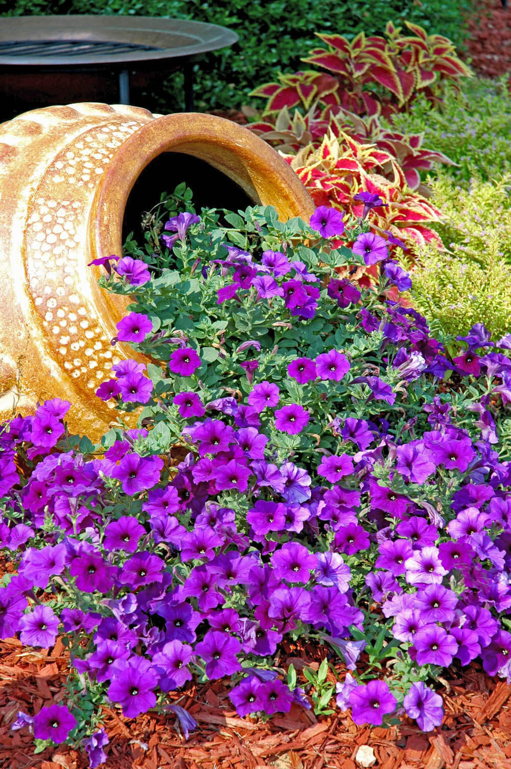 Petunias Overflowing from a Tilted Planter