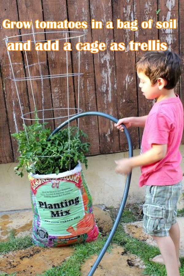 Grow tomatoes in a bag of soil and add a cage as trellis | Clever Gardening Ideas on Low Budget