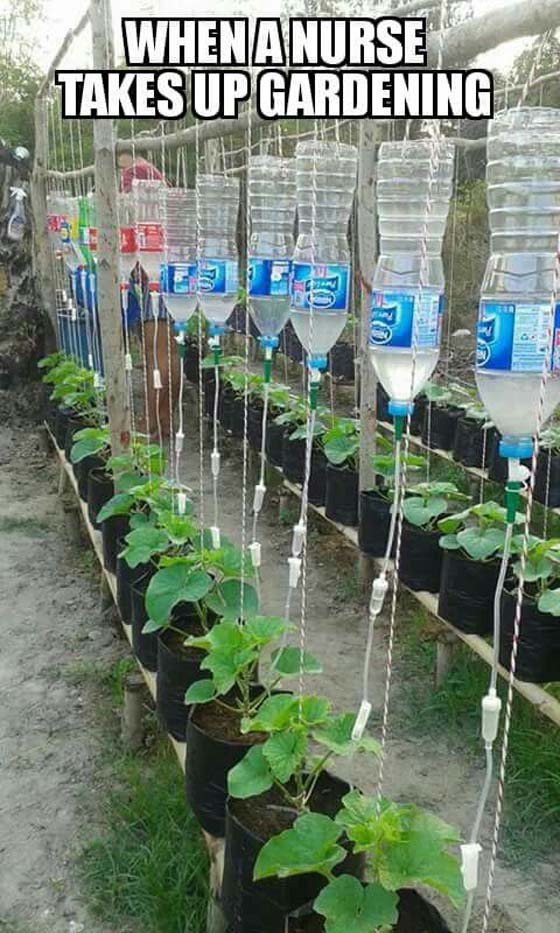 Use plastic water bottles and intravenous needles to give plants a slow recharge | Clever Gardening Ideas on Low Budget