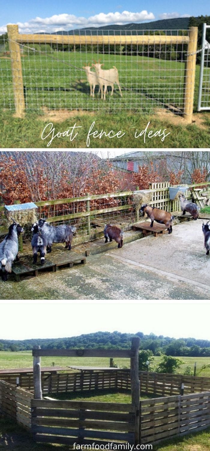Goat fence ideas for your farm