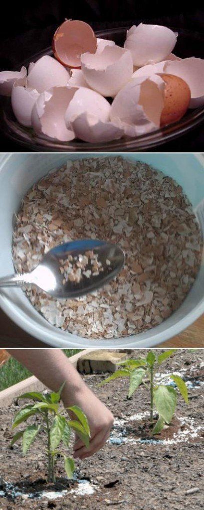 Crushed eggshells can protect your plants from pests and be a good fertilizer as well | Clever Gardening Ideas on Low Budget