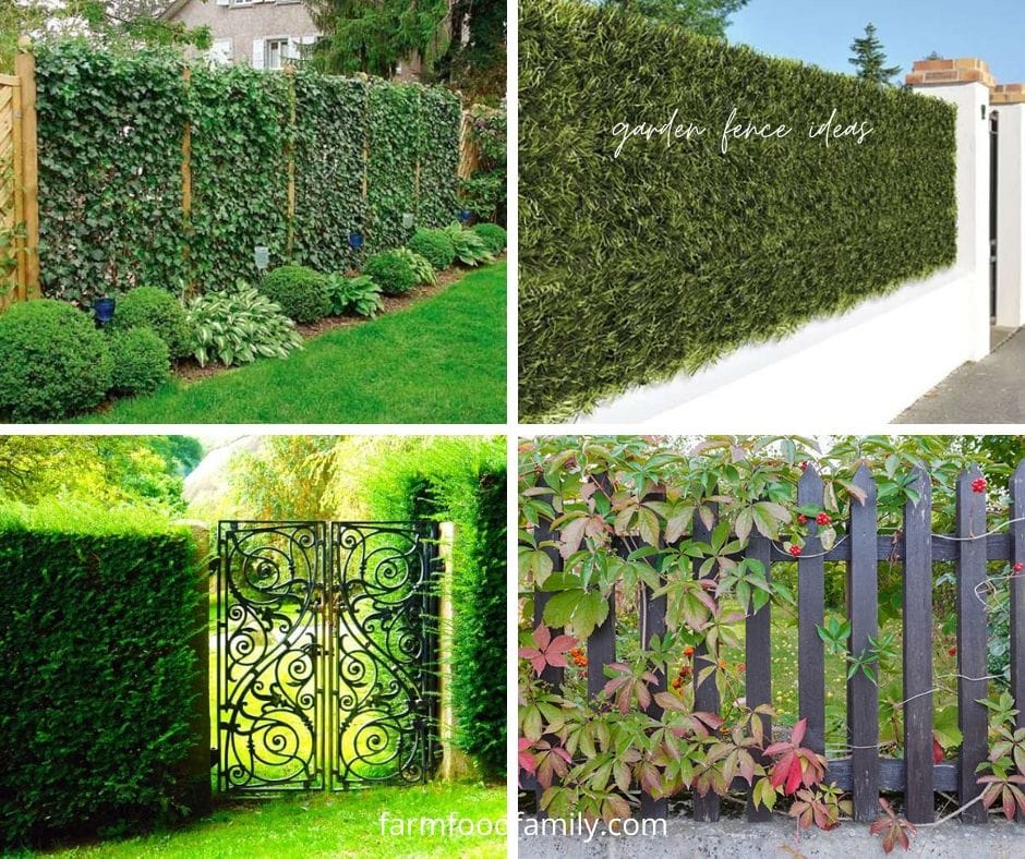 Garden plant fence ideas