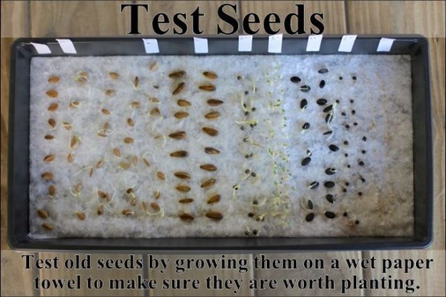 Test old seeds on a wet paper to make sure they are still worth planting | Clever Gardening Ideas on Low Budget