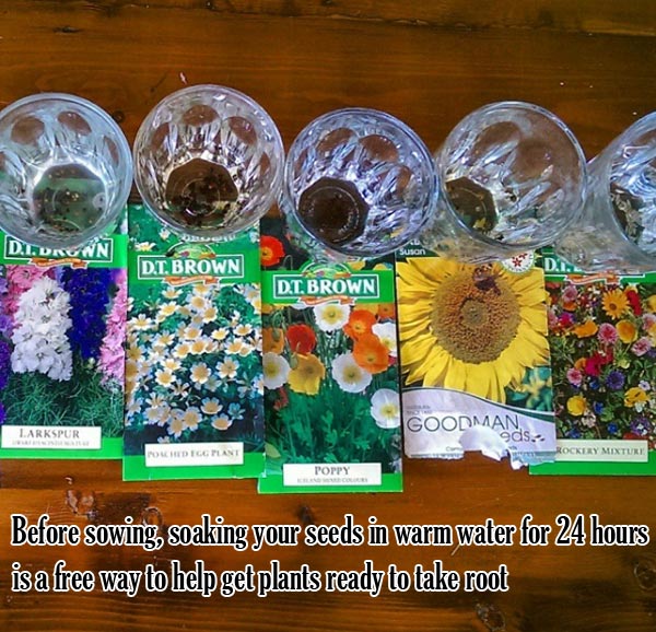 Before sowing, soaking your seeds in warm water for 24 hours is a free way to help get plants ready to take root | Clever Gardening Ideas on Low Budget
