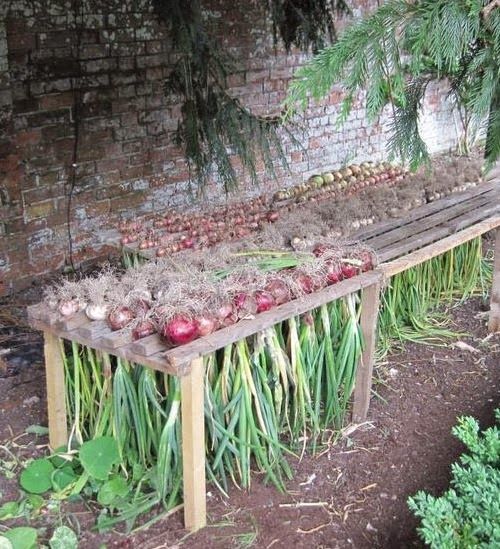 How to Harvest Onions When your onions finish developing | Clever Gardening Ideas on Low Budget