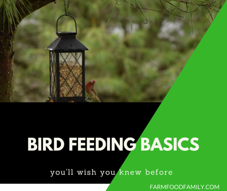 Bird feeding basics