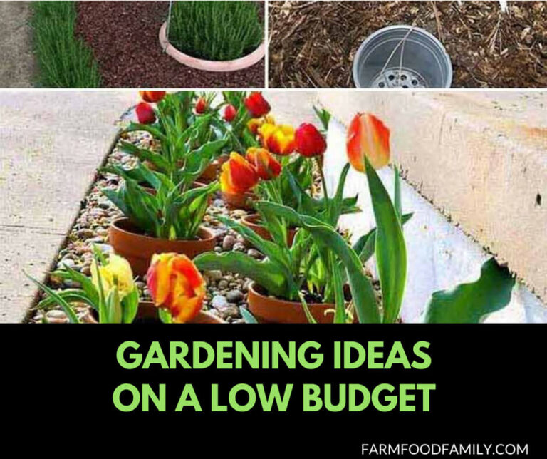 21+ Cheap Gardening Ideas | Gardening Ideas on a low budget