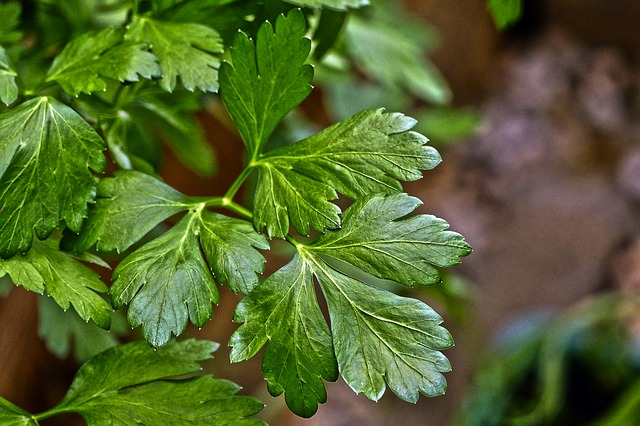Growing Parsley at home