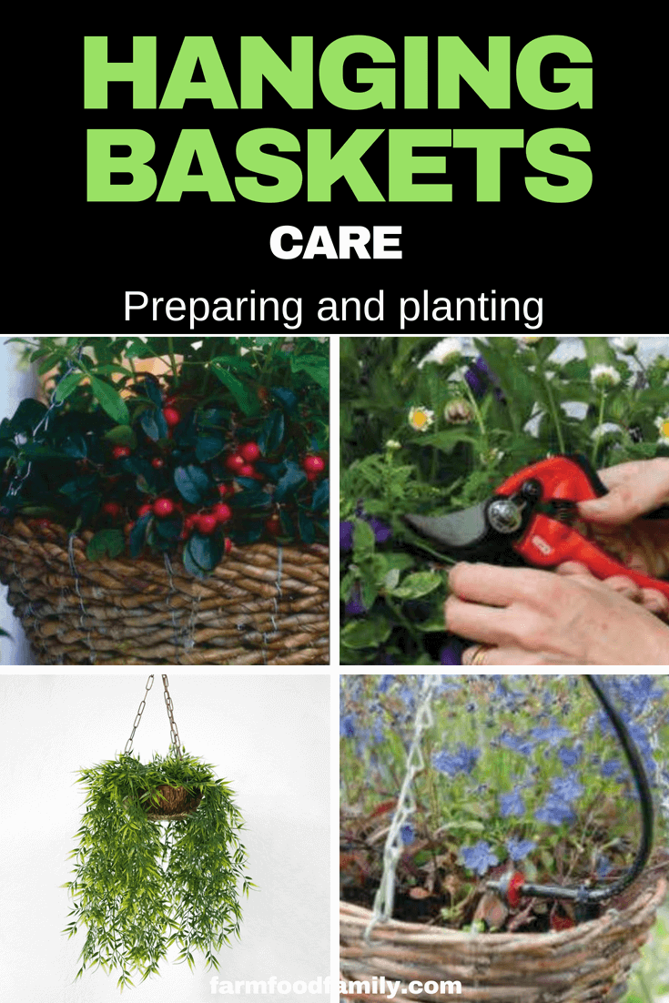 Hanging Baskets Care