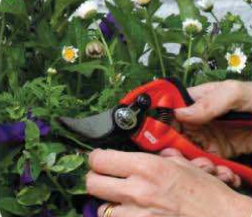 Hanging Baskets Dead-heading