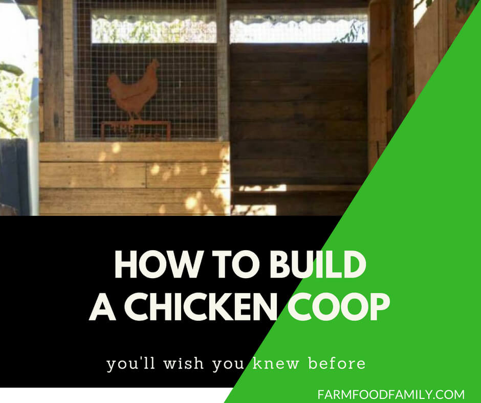 How to build a chicken coop step by step