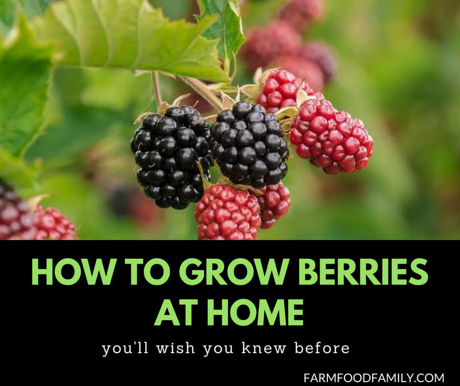 How to grow Berries at home in containers
