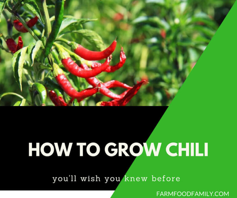 How to grow chillies from seeds