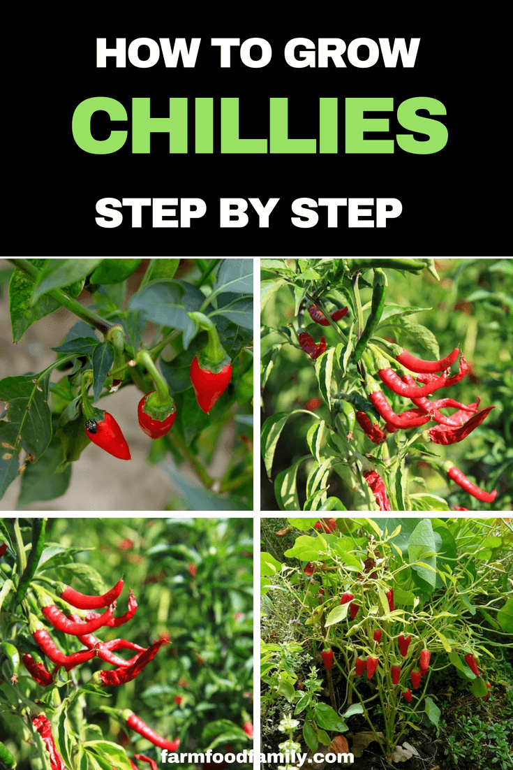 How to grow Chillies from seeds step by step #gardeningtips #farmfoodfamily