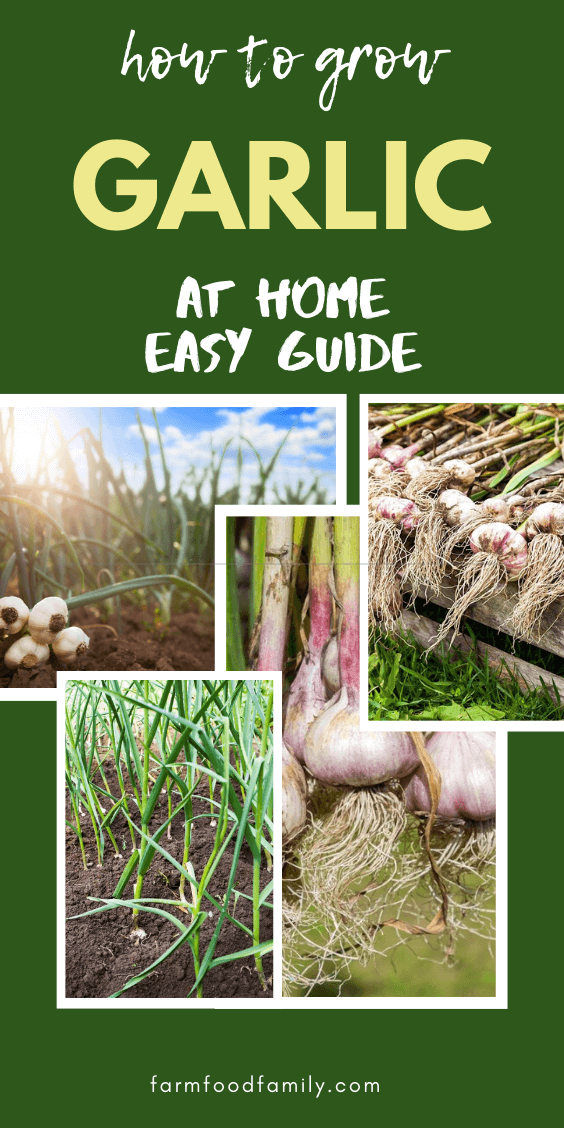 how to grow garlic at home 3