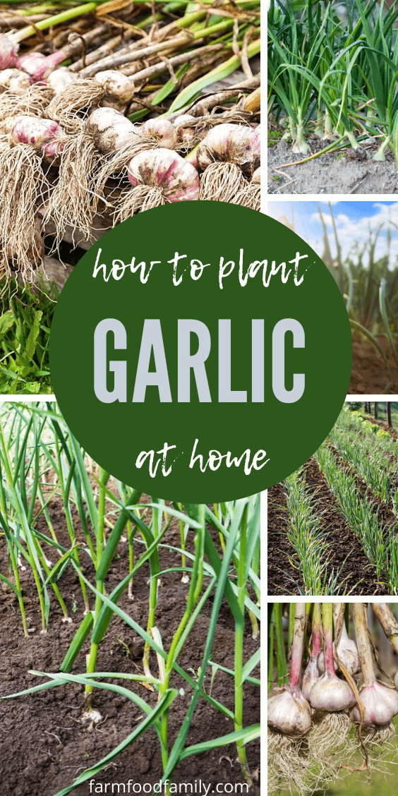how to grow garlic at home 4