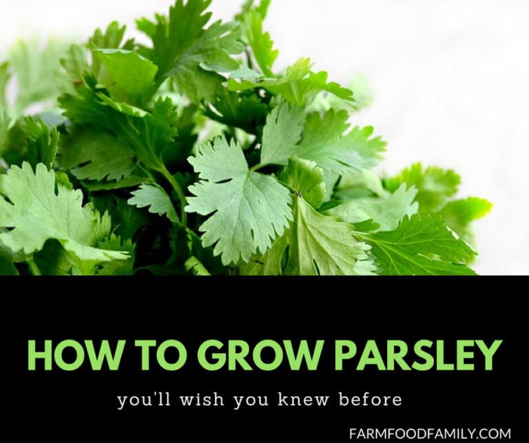 Growing Parsley at home step by step